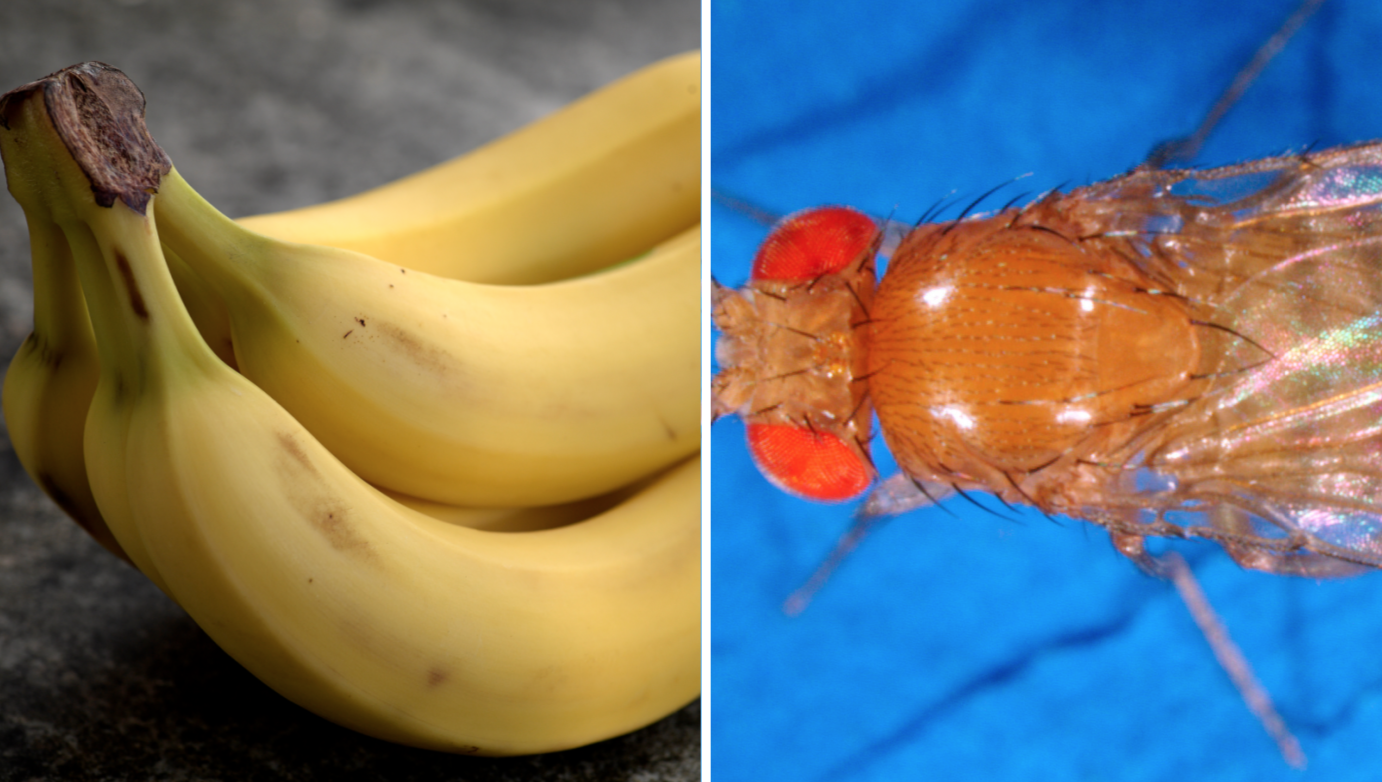 Bananflugor, Insekter
